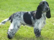 Taken at Gundog Show May 2010